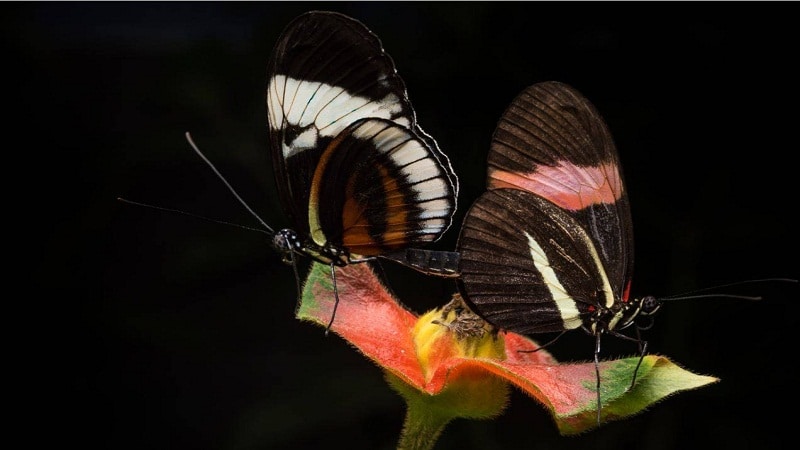 mariposas machos y hembras 1