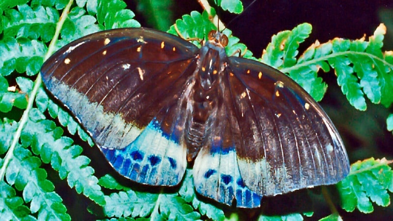 mariposas machos y hembras