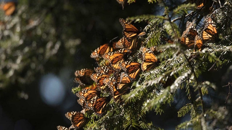 mariposas migracion