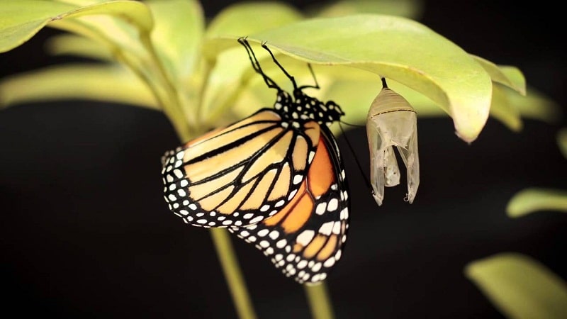 metamorfosi mariposa