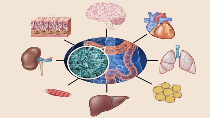 microbioma1