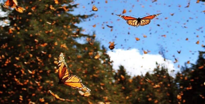 migracion mariposa monarca 1