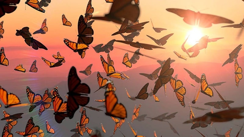 migracion mariposa monarcas 1