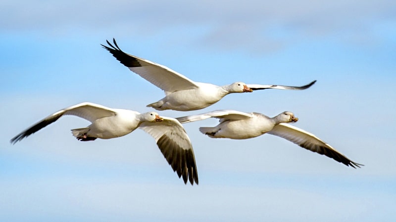 migracion