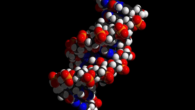 moleculas de ARN en hebras de ADN