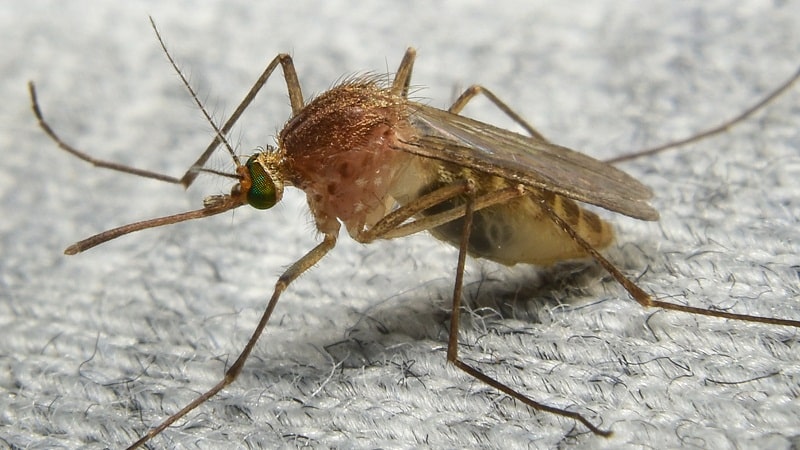 mosquitos zumbidos