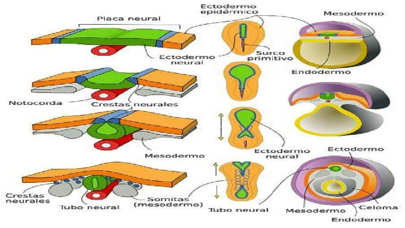 neurulacion del embrion 1