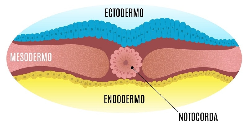 neurulacion del embrion 2