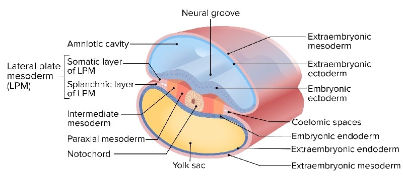 neurulacion del embrion