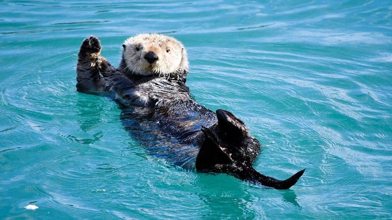 nutrias marinas de Australia Occidental3