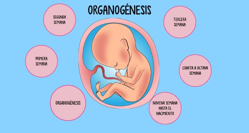 organogenesis 2