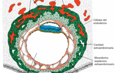 para que sirve el endodermo en el desarrollo embrionario creando nuestros sistemas de digestion y respiracion