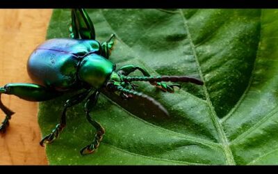 para que sirve el escarabajo pelotero la joya escarabajo
