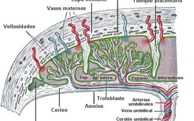 para que sirve el proceso de morfogenesis en el desarrollo embrionario dando forma a nuestra vida