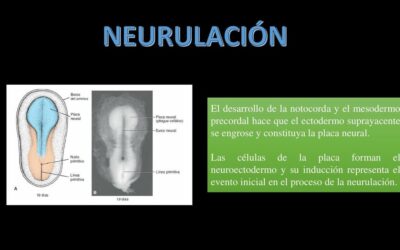 para que sirve el proceso de neurulacion en el desarrollo embrionario formando nuestra red nerviosa