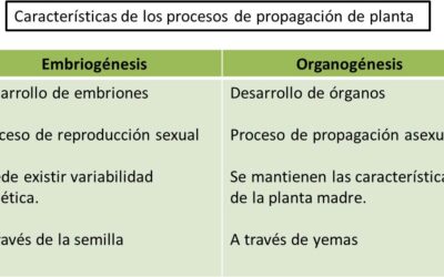 para que sirve el proceso de organogenesis en el desarrollo embrionario nuestro camino hacia la vida compleja