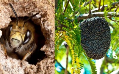 para que sirve la cera de abeja en la industria oro liquido de la colmena