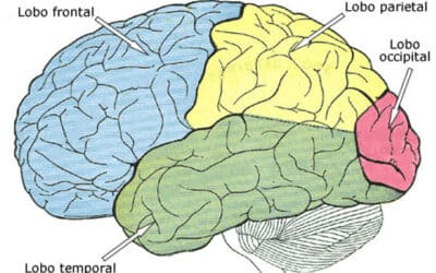 para que sirve la neurulacion en el desarrollo embrionario creando nuestro sistema nervioso central