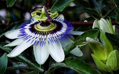 para que sirven las flores en las plantas 1