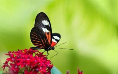 para que sirven las marcas en las alas de las mariposas codigos de la naturaleza