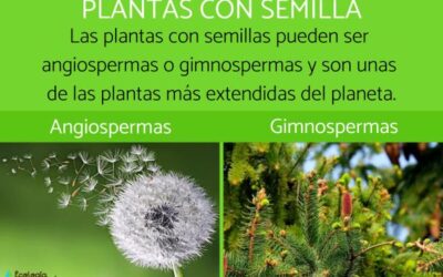 para que sirven las semillas en las plantas 1