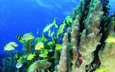 para que sirven los corales y por que estan en peligro