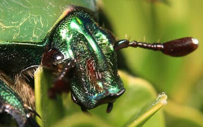 para que sirven los escarabajos en el ecosistema los recicladores del mundo natural