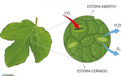 para que sirven los estomas en las plantas 1