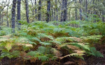 para que sirven los helechos en los bosques 1