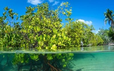 para que sirven los manglares y como ayudan a combatir el cambio climatico