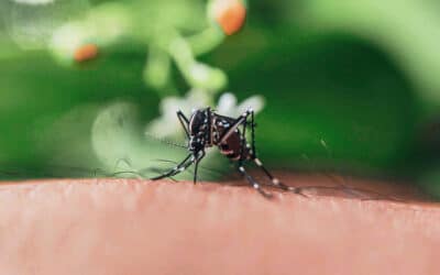 para que sirven los mosquitos el lado positivo de los vampiros voladores