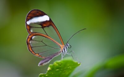 para que sirven los patrones en las alas de las mariposas arte y funcion