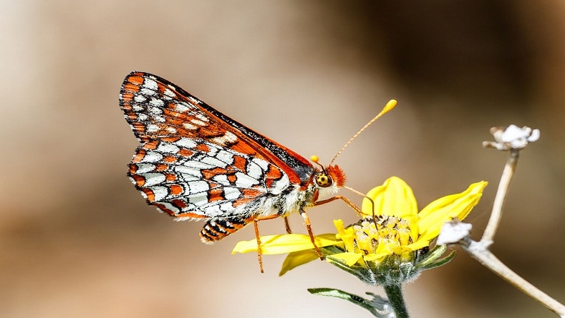 patron mariposas