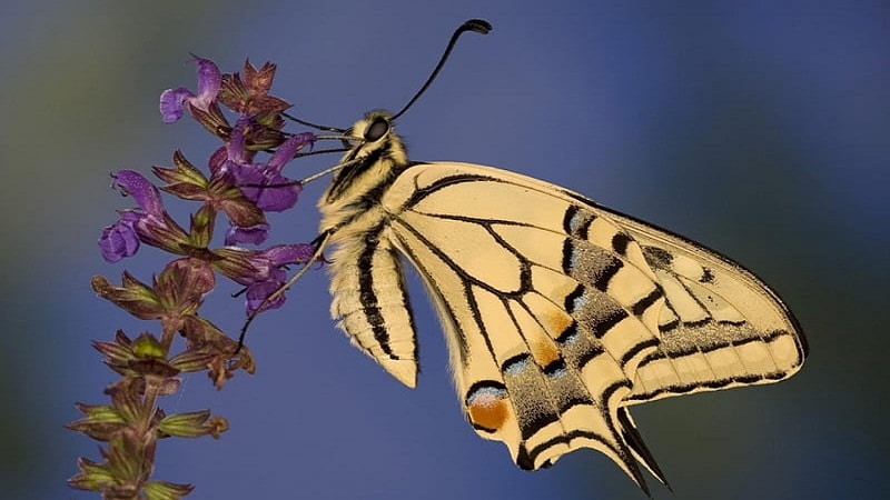 patrones de mariposas