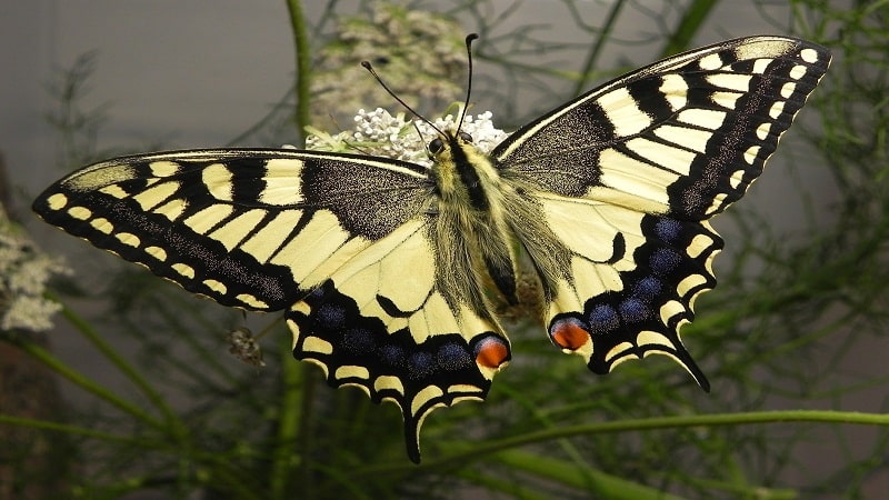 patrones mariposas