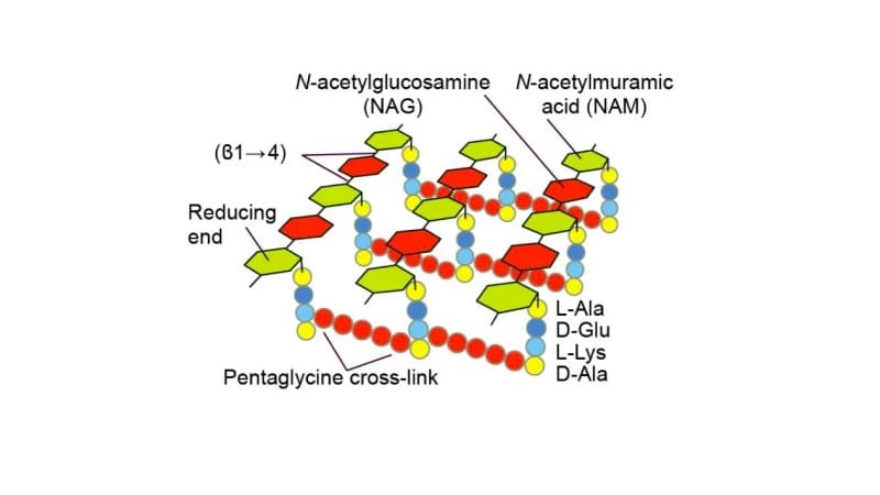 peptidoglicanos