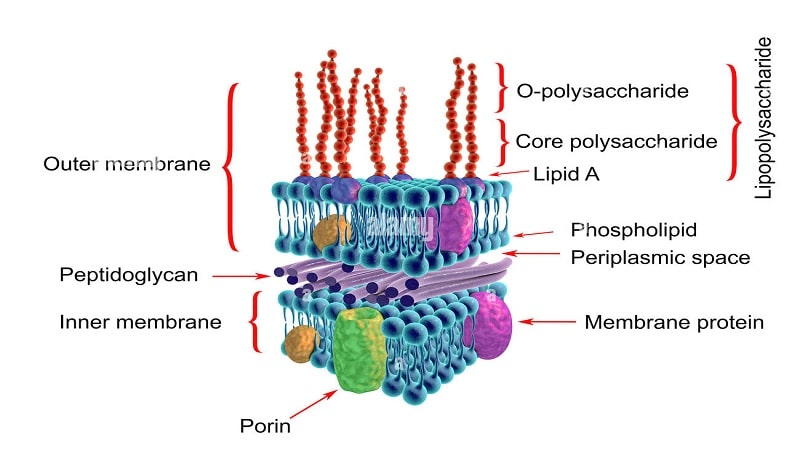 peptidoglicanos 1