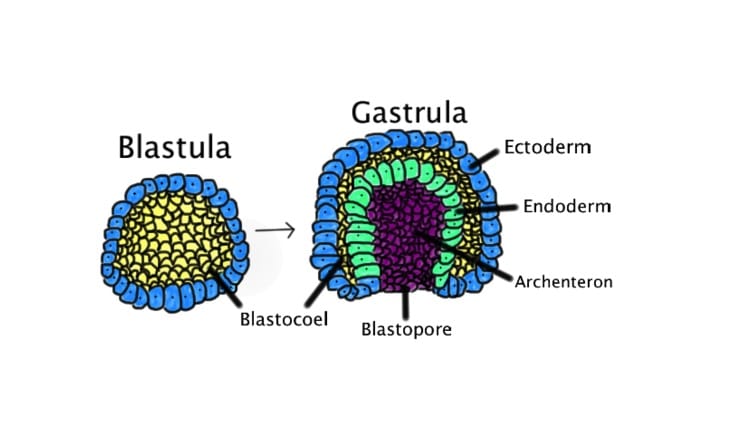 periodo de blastulacion 1