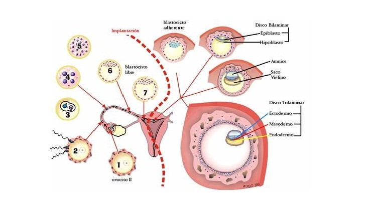 periodo de blastulacion