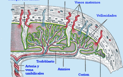 por que el embrion necesita la placenta nuestra primera conexion con la madre