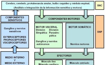 por que es crucial la formacion del sistema esqueletico nuestra estructura de soporte desde cero