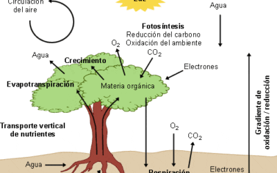 por que es esencial la formacion del sistema vascular nuestro sistema de entrega de nutrientes y oxigeno