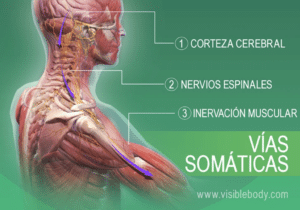 por que es fundamental la formacion del sistema muscular nuestros primeros pasos hacia el movimiento