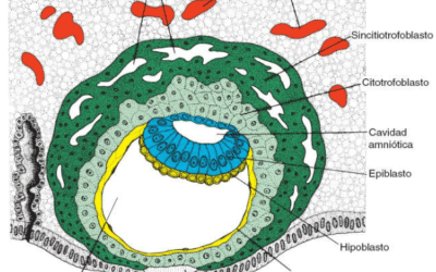 por que es vital el periodo de organogenesis la fabrica de la vida en accion