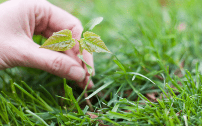 por que la biotecnologia es esencial en la conservacion salvando especies a nivel genetico