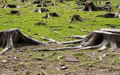 por que la deforestacion tiene un impacto tan grande en el ecosistema global la importancia de los arboles