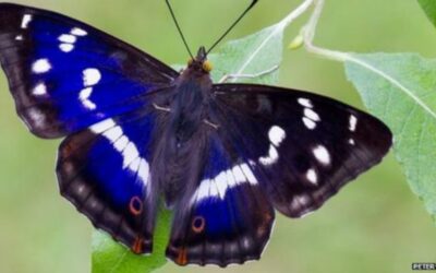 por que la ecologia de las mariposas es tan fascinante los misterios de las alas iridiscentes