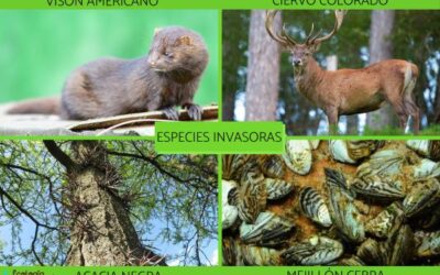 por que las especies invasoras son un gran problema ecologico invasores en nuestra tierra