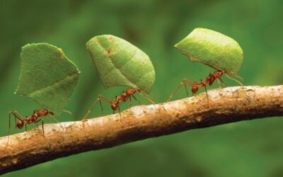 por que las hormigas llevan hojas los transportistas de la naturaleza