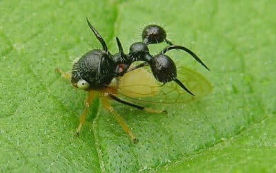 por que las hormigas pueden levantar objetos tan pesados fuerza de miniatura